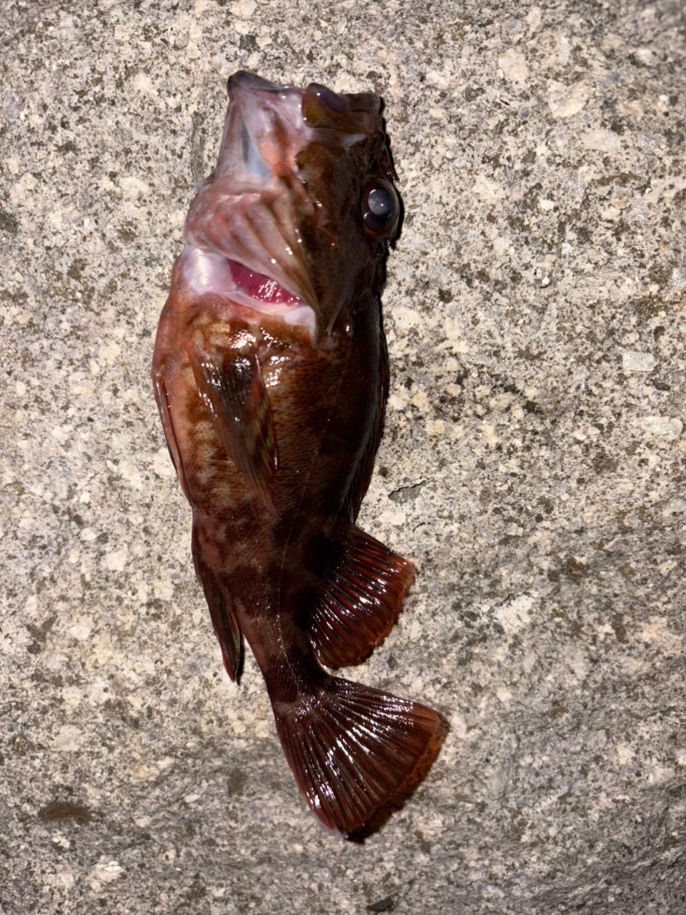 カサゴ