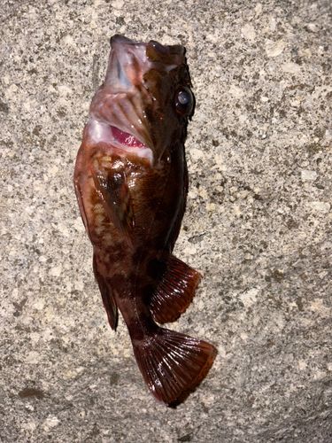 カサゴの釣果