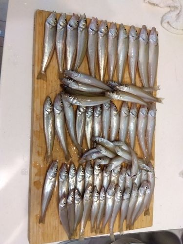 キスの釣果