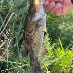 スモールマウスバス