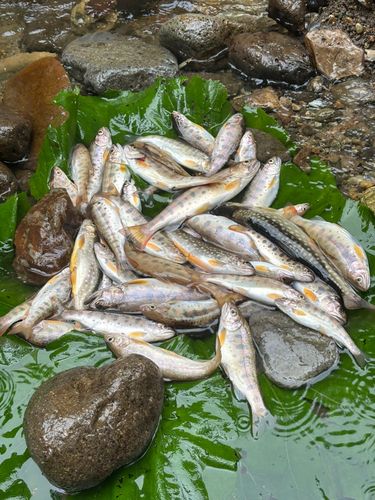 ヤマメの釣果