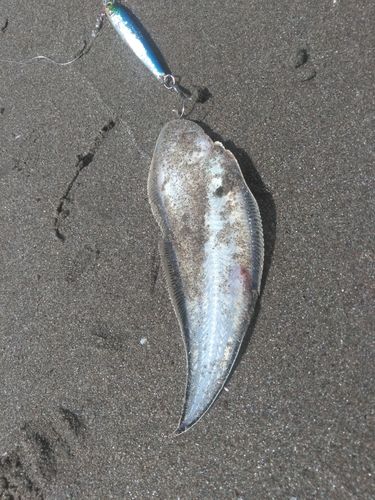 シタビラメの釣果
