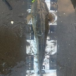 マゴチ