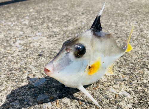 ギマの釣果