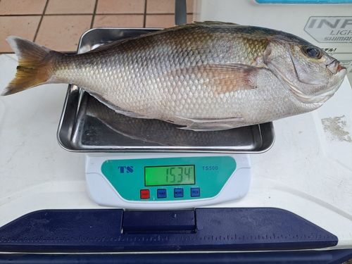 シマアオダイの釣果