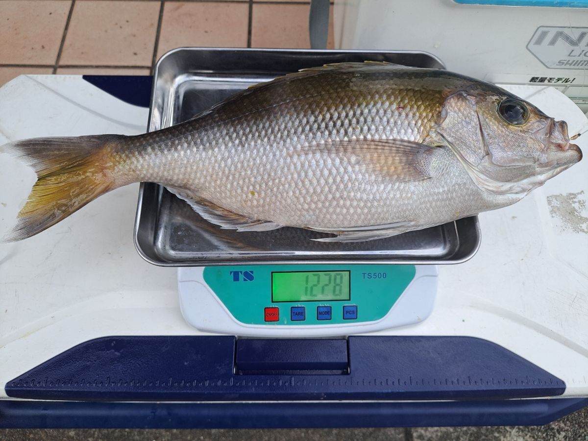 よひーさんの釣果 2枚目の画像