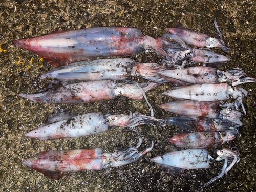 ケンサキイカの釣果