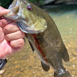 スモールマウスバス