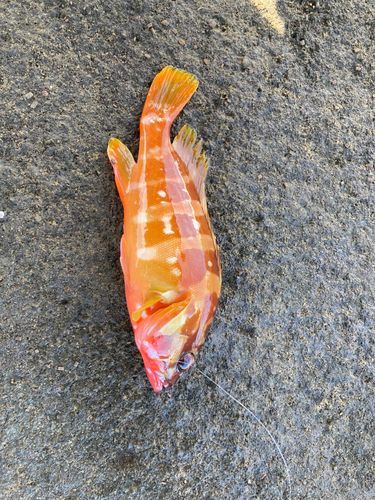 アカハタの釣果