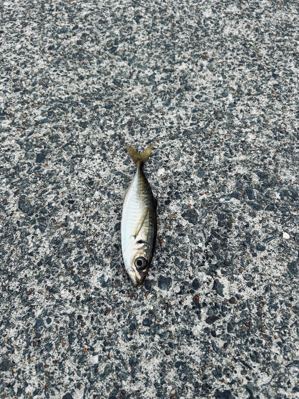 鯵道　5G AD5–S582L メジャークラフト 鯵道 5G AD5-S582L/AJI (ロッド・釣竿) 価格