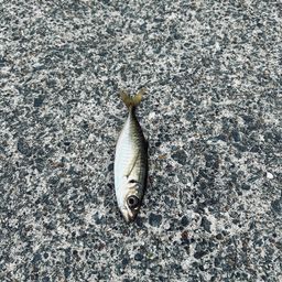 アジ
