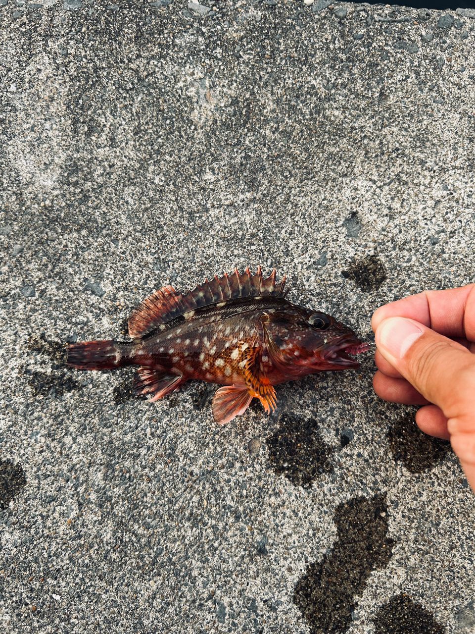 アジ