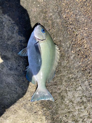 グレの釣果