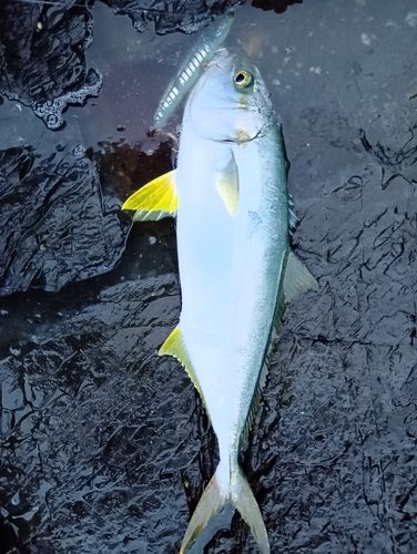ヒラマサの釣果