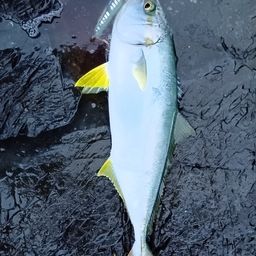 ヒラマサ