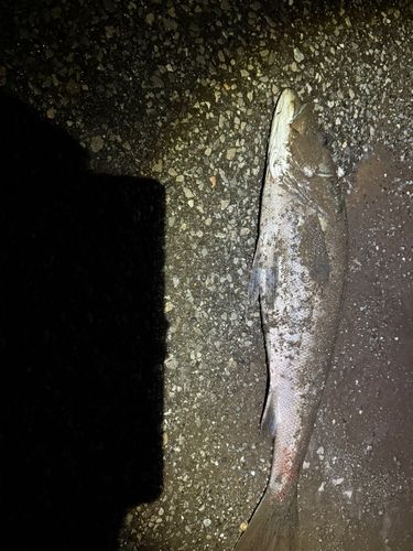 スズキの釣果