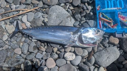 ソウダガツオの釣果