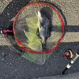 クロダイ