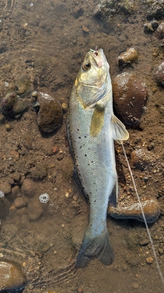 タイリクスズキの釣果