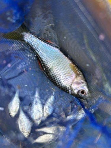 ヤリタナゴの釣果