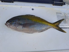 ウメイロの釣果