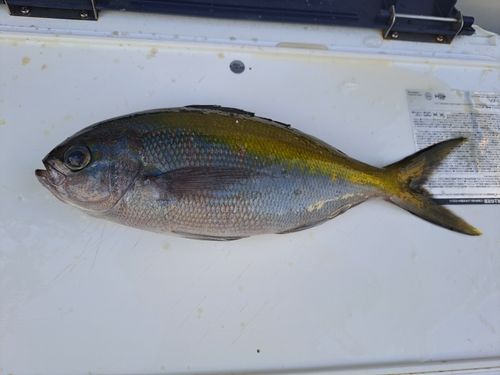 ウメイロの釣果