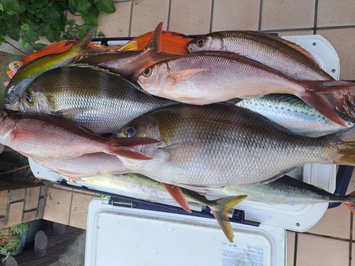 よひーさんの釣果 2枚目の画像