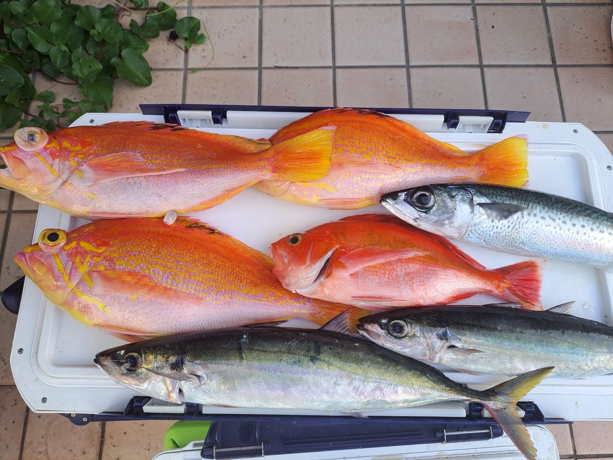 よひーさんの釣果 3枚目の画像