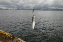 サバの釣果