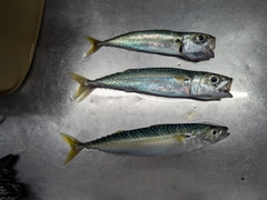 サバの釣果