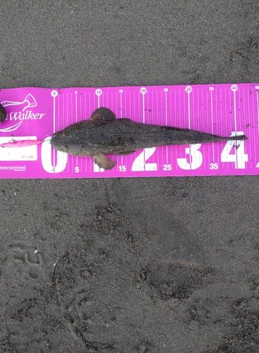 マゴチの釣果