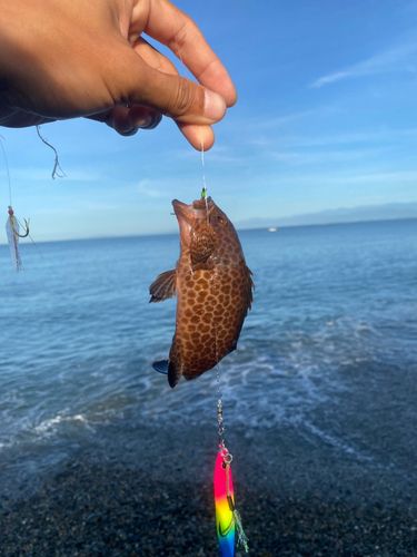 オオモンハタの釣果