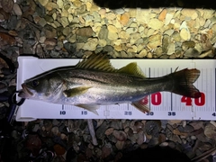 フッコ（マルスズキ）の釣果