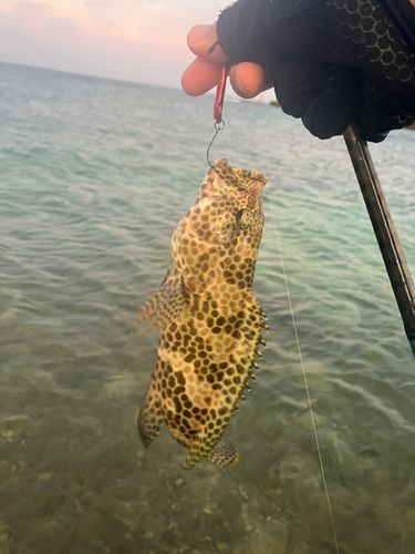 イシミーバイの釣果