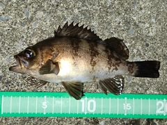 メバルの釣果