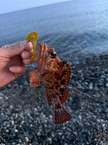 キジハタの釣果
