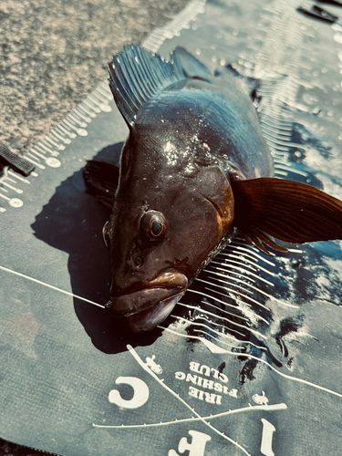 アイナメの釣果