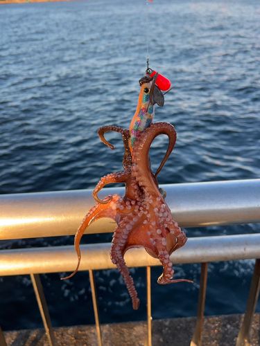 タコの釣果