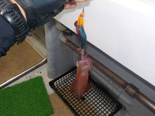 ケンサキイカの釣果