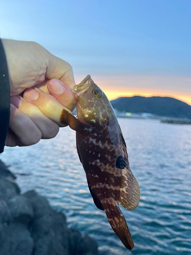 キジハタの釣果
