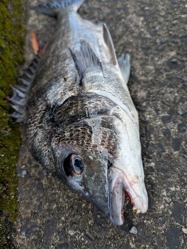 チヌの釣果