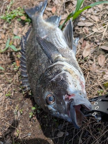 チヌの釣果