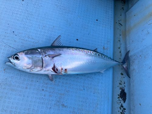 ソウダガツオの釣果