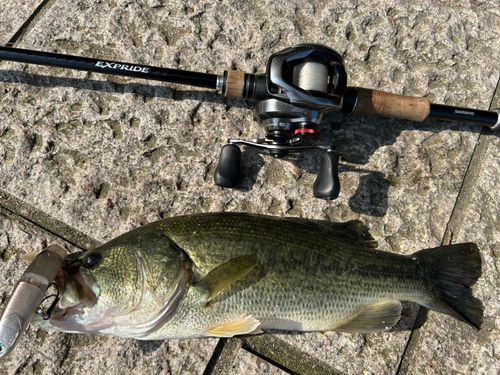 ブラックバスの釣果