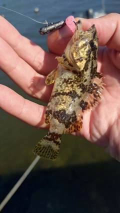 タケノコメバルの釣果