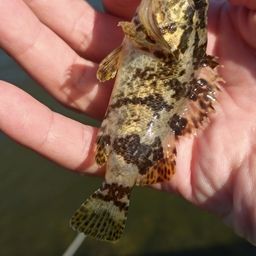 タケノコメバル