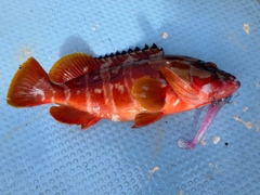 アカハタの釣果