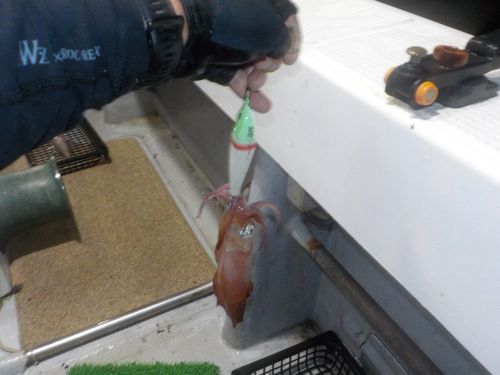 ケンサキイカの釣果