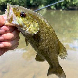 スモールマウスバス