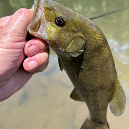 スモールマウスバス